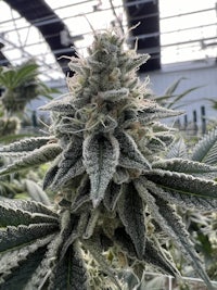 a cannabis plant in a greenhouse