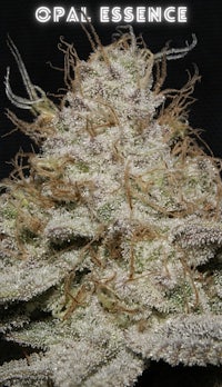 opal essence feminized cannabis seeds