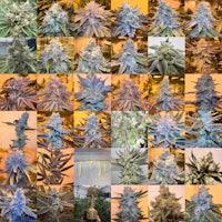 a collage of marijuana plants in different colors