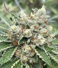 a close up of a cannabis plant