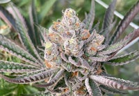 a close up of a purple marijuana plant