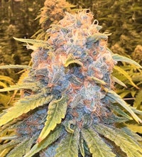 an image of a marijuana plant in a garden