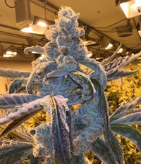 a cannabis plant in a greenhouse