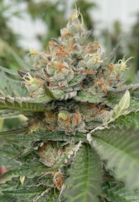 a close up of a cannabis plant